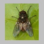 Phaonia sp - Echte Fliege 02a.jpg